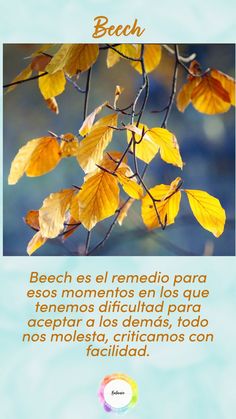 Beech nos ayuda a ver la belleza y la bondad en los demás. Además, ayuda a ser más tolerante y compasivo. Flores de Bach para balancear emociones, pensamientos y comportamiento. Therapy Website, Online Therapy, Flower Therapy, Art Cards