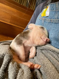 a small pig is sleeping on top of someone's jeans while they are holding it