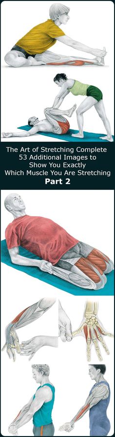 three different views of the muscles and their functions