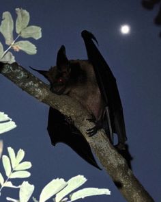 a bat sitting on top of a tree branch with the moon in the sky behind it