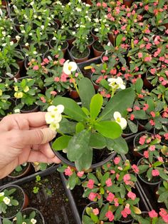 a person is holding out their hand to a small plant with pink and white flowers