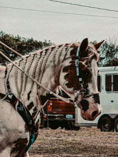 a brown and white horse standing next to a truck