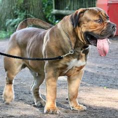 a large brown and white dog with its tongue hanging out on a black leash standing in the dirt