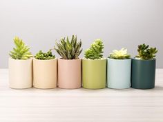 there are many different types of succulents in the pots on the table