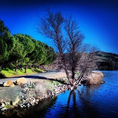 there is a tree that is growing out of the water