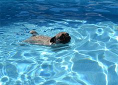 a dog is swimming in the pool with his head above the water's surface