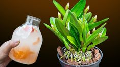 a hand holding a jar filled with water next to a small plant in a pot