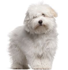 a small white dog standing on a white background