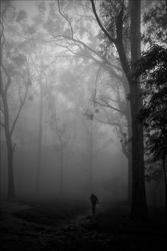 a person standing in the middle of a forest on a foggy day