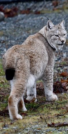 a large cat standing on top of a grass covered field