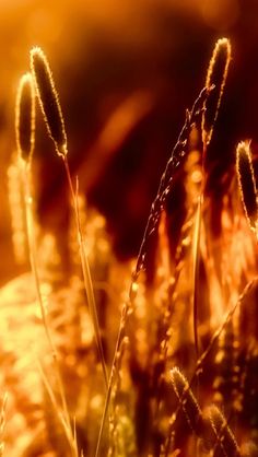 some grass that is growing in the sun