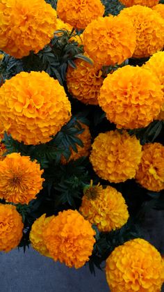 many orange flowers with green leaves on the top and one yellow flower in the middle