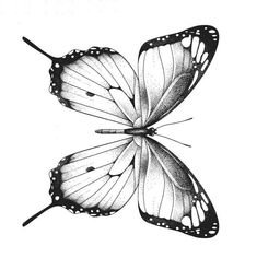 a black and white drawing of two butterflies with wings spread out, facing each other