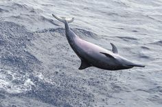 a dolphin swimming in the ocean with its mouth open