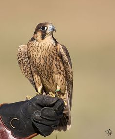 a bird perched on top of a glove