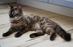 a cat is laying on the floor in front of a door and looking at the camera