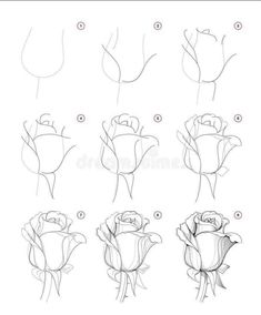 Draw A Rose, Beautiful Pencil Drawings, Flower Drawing Tutorials, Flower Art Drawing, Cool Pencil Drawings, Drawing Step, Rose Drawing, Flower Sketches, Roses Drawing