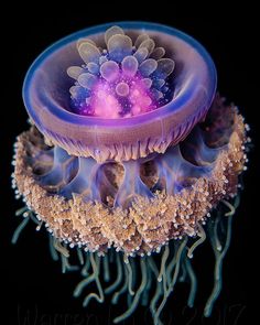 a purple and blue jellyfish floating in the ocean