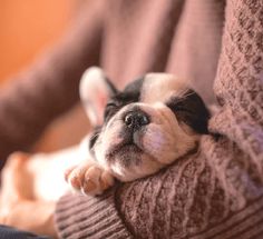 a small black and white dog laying on top of someone's arm in a sweater