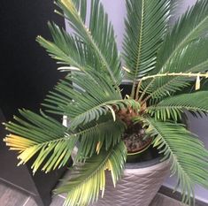 a potted plant sitting on top of a wooden floor next to a door way