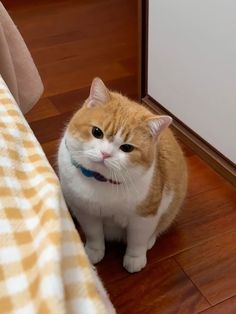 an orange and white cat sitting on top of a wooden floor next to a bed