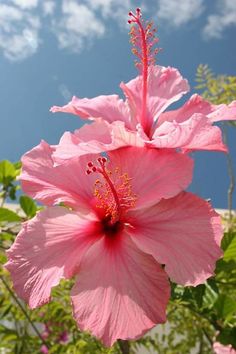 a pink flower with green leaves and blue sky in the backgrounnds