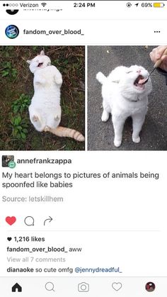 an image of two cats that are laughing and one is being petted by someone