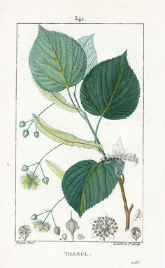 an antique botanical print of leaves and flowers