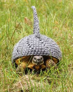 a small turtle with a knitted hat on it's head in the grass