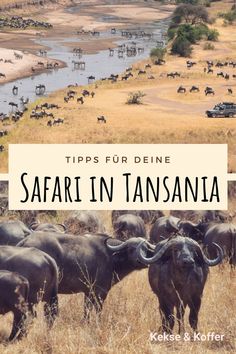 Welche Nationalparks in Tansania will ich sehen? Und wie will ich meine Safari in Tansania durchführen – als Selbstfahrer, mit Driver-Guide oder doch lieber eine Gruppenreise? Es gibt viel zu entscheiden, bevor die Safari beginnen kann. Ich gebe Hilfestellung im Entscheidungsprozess und erzähle von meiner Safari in Tansania, die in die Serengeti, in den Ngorongoro-Krater, in den Tarangire-Nationalpark und in den Arusha-Nationalpark führte. Travel Around The World, Travel Around, Tanzania, Circuit, The Good Place, Around The Worlds, Travel