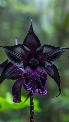 a purple and black flower with green leaves in the background