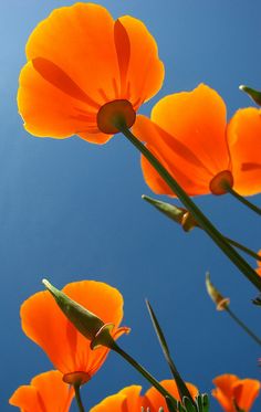 some orange flowers are in front of a blue sky