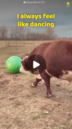 a brown and white cow standing on top of a dry grass field next to a green ball