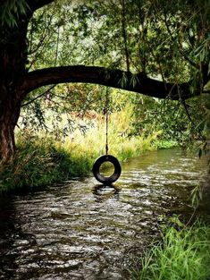 a tire swing hanging from a tree over a river