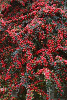 small red berries are growing on the tree