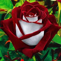 a red and white rose with green leaves