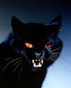 a black cat with orange eyes and fangs