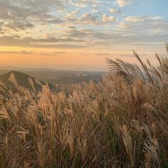 tall grass blowing in the wind on top of a hill