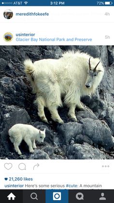 an image of a mountain goat and her baby on the side of a rock face each other