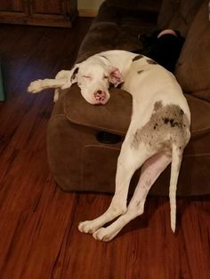 a white dog laying on top of a brown couch