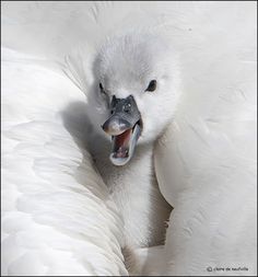 a close up of a white bird with its mouth open