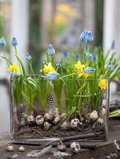 some blue and yellow flowers are in a glass vase on a table with other plants