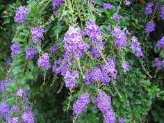 purple flowers are blooming in the garden