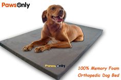 a brown dog laying on top of a memory foam orthopedic bed