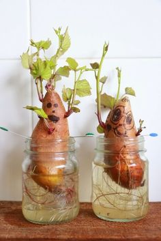 two jars with plants growing out of them, one has an egg in the middle