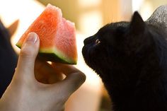 a person feeding a piece of watermelon to a cat