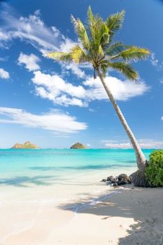 a palm tree on the beach with clear blue water