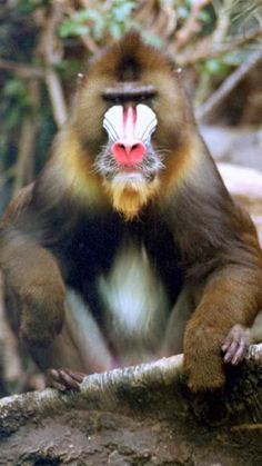 a monkey sitting on top of a tree branch with its mouth open and tongue out