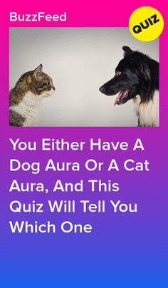 a cat and dog are facing each other with the caption you either have a dog aura or a cat aura, and this quiz will tell you which one