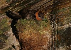 a bird sitting on top of a moss covered tree trunk next to a stone wall